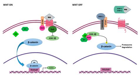 Ijms Free Full Text Micrornas Modulate Signaling Pathways In