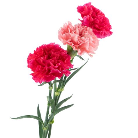 Mothers Day Carnation Flower Mothers Day Carnation Holiday Png