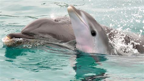 Cute Baby Dolphins Wallpapers - Top Free Cute Baby Dolphins Backgrounds ...