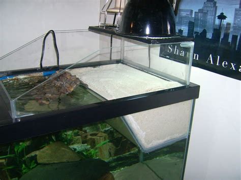 Turtle Tank Setup Ideas