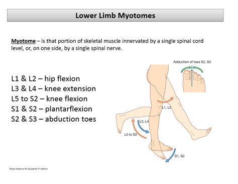 myotomes/dermatomes/reflexes - The