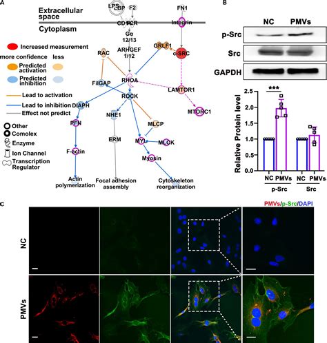 Frontiers Platelet Derived Microvesicles Promote Vsmc