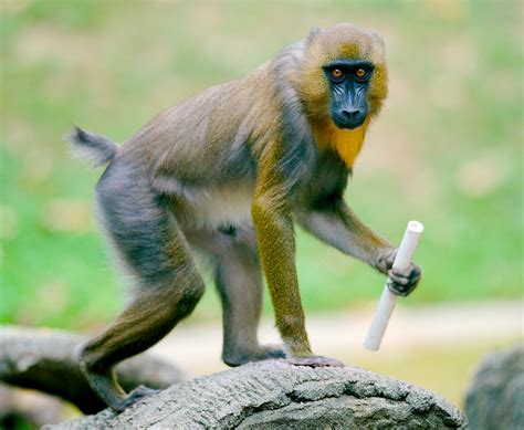 Mandrill (Mandrillus sphinx) | Starmind Conservation