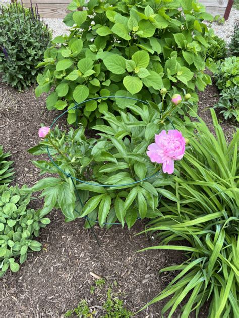 Peony Bush Care in the Garden | Beginners Guide - Building Bluebird