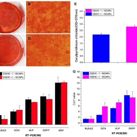 The Osteogenic Differentiation Ability And The Expression Of Osteogenic