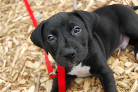 Pitbull Lab Mix Puppies Adoption - Pitbull Dog