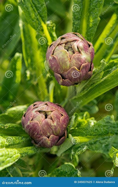 Artichoke Plant The Artichoke Grows In The Garden At The Agricultural