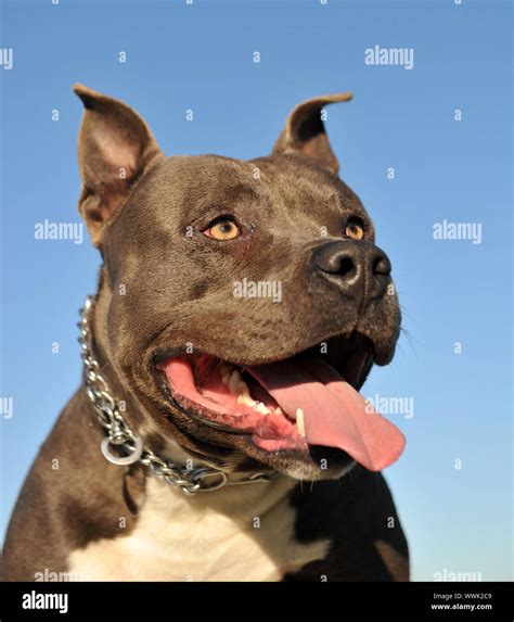 American Staffordshire Terrier Hi Res Stock Photography And Images Alamy