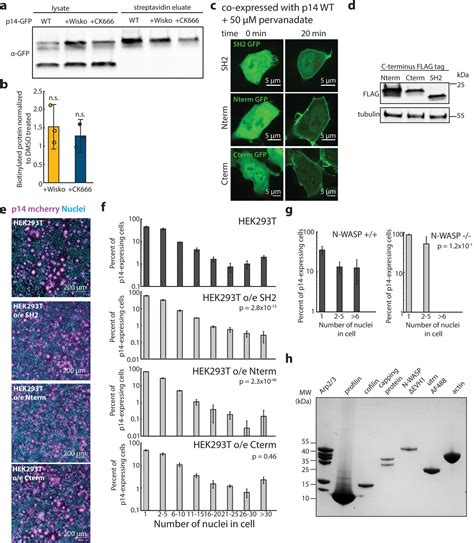 Figures And Data In A Viral Fusogen Hijacks The Actin Cytoskeleton To