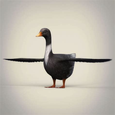 3d Asset Low Poly Realistic Duck Cgtrader