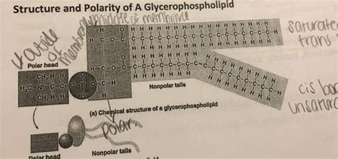 Biochemistry Molecules Of Life Flashcards Quizlet