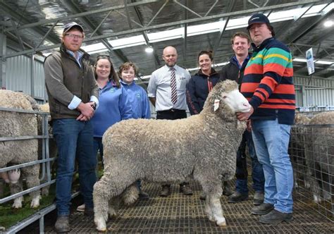 The Top Merino Ram Wool Studs In Australia In By Price Farm