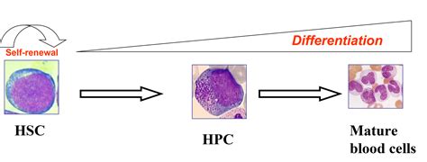 Normal Stem Cell Development The Chai Laboratory