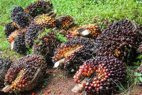 Plantation Workers Prepare To Unload Freshly Harvested Oil Palm Fruit