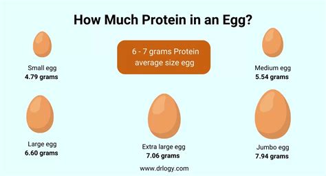 What Is The Main Protein In Egg White Unveiling The Key Ingredient