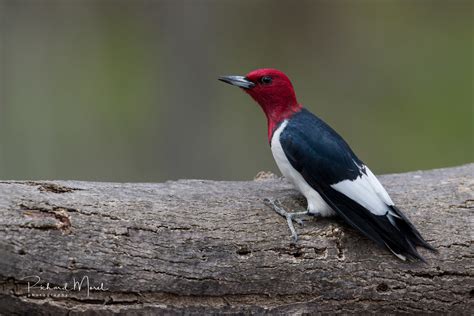 Pic A Tete Rouge Red Headed Woodpecker Richard Morel Flickr