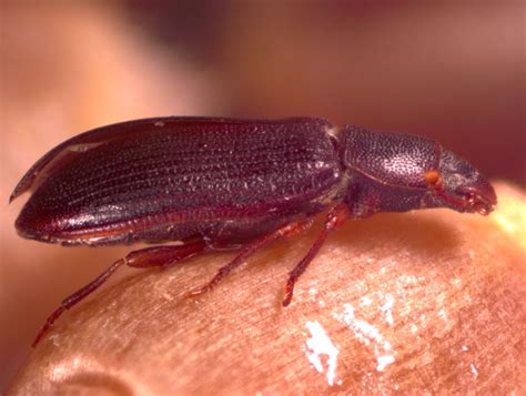 American Black Flour Beetle