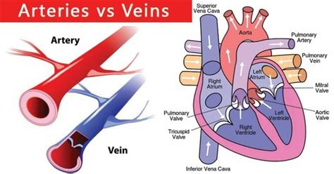 Arteries Vs Veins Definition And 27 Major Differences