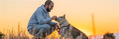 Mastering Dog Obedience: Effective Training Techniques | by Asad Ali ...