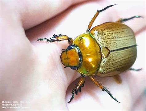 Become a citizen scientist this festive season and help track Christmas ...