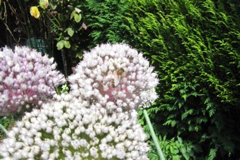 Types Of Alliums: Varieties, Growing Tips And Care Guide