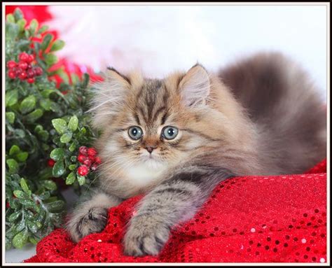 Shaded Golden Persian Kitten For Sale