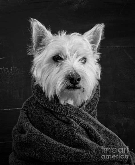 Portrait Of A Westie Dog Photograph By Edward Fielding Pixels