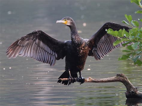 Kormoran (Phalacrocorax carbo) – fungaundfauna