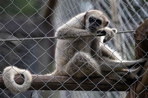 The Americas' biggest monkey, the northern muriqui has grown back from ...