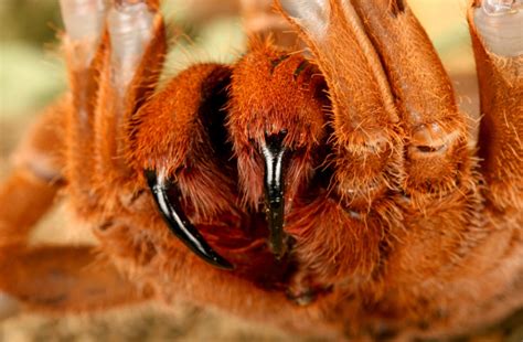 Meet 5 Of The Biggest Spiders In The World Discover Magazine