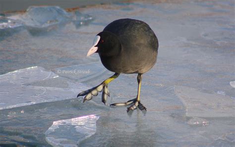 D Finition Foulque Macroule Fulica Atra