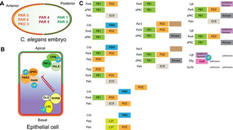 Conserved Proteins In Eukaryotic Cell Polarity The Par Proteins Are