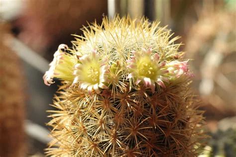 Mammillaria Microhelia Characteristics And Care Succulent Alley