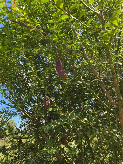 Native Australian Finger Lime - Designer Trees Australia