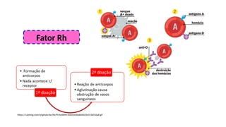 Pesquisa De Fator Rh Inclui D Fraco - Genética e Herança dos Grupos Sanguíneos: Fator Rh e Eritroblastose ...