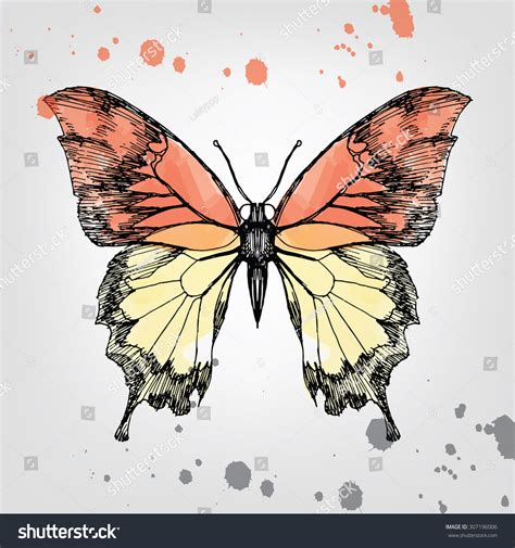 Vintage Hand Drawing Butterfly Ink And Watercolor Stock Vector