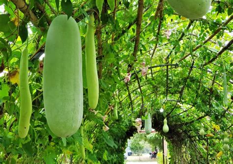 Ash Gourd Benefits Recipes And More Healthifyme