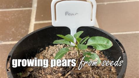 Growing Pears From Seeds Youtube