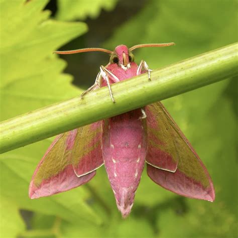 Elephant Hawk Moth Somerset Moths