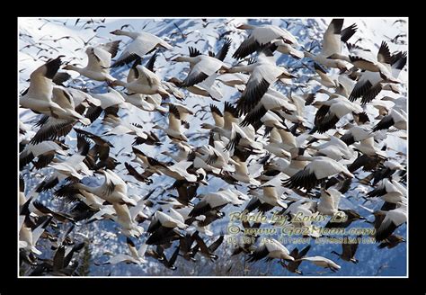 Snow Geese Flock