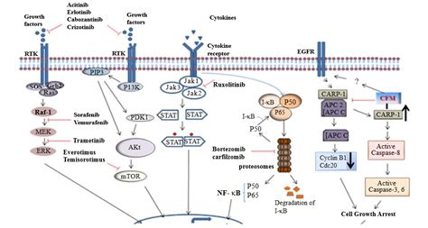 Small molecule inhibitors as emerging cancer therapeutics 