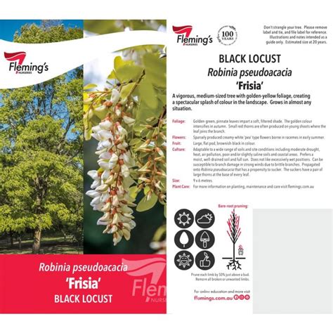 Frisia 50lt – Bigga Trees