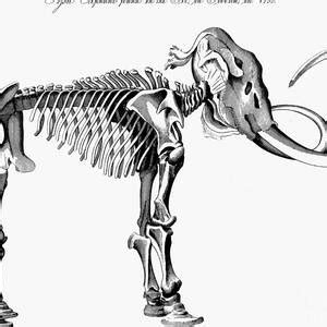 Woolly Mammoth Skeleton Drawing by English School