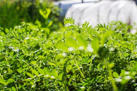 As culturas de grão de bico plantadas no solo amadurecem sob o sol