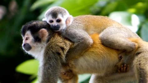 Instrumentals Monkeys Song Relax Music Youtube