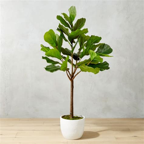 65 Potted Faux Fiddle Leaf Fig Reviews Cb2