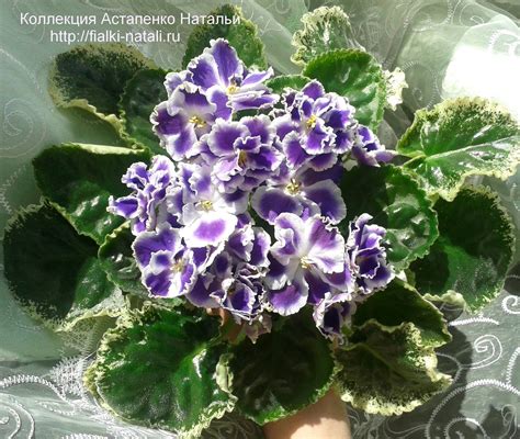 Фиалка Летние Сумерки Фото И Описание Сорта Лучшая Фото Подборка