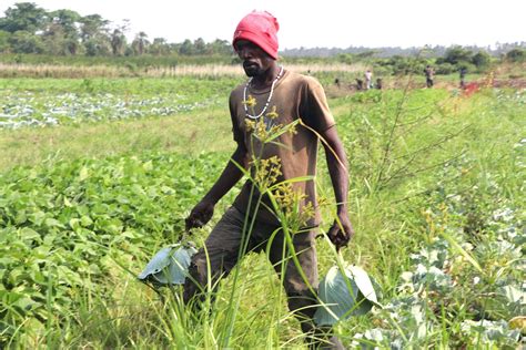 Farmers Delight The Story Of Mubuku Ii Irrigation Scheme Economic