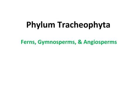 Phylum tracheophyta 2016 | PPT