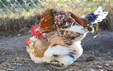 Chicken Being Cooked Hot Sex Picture